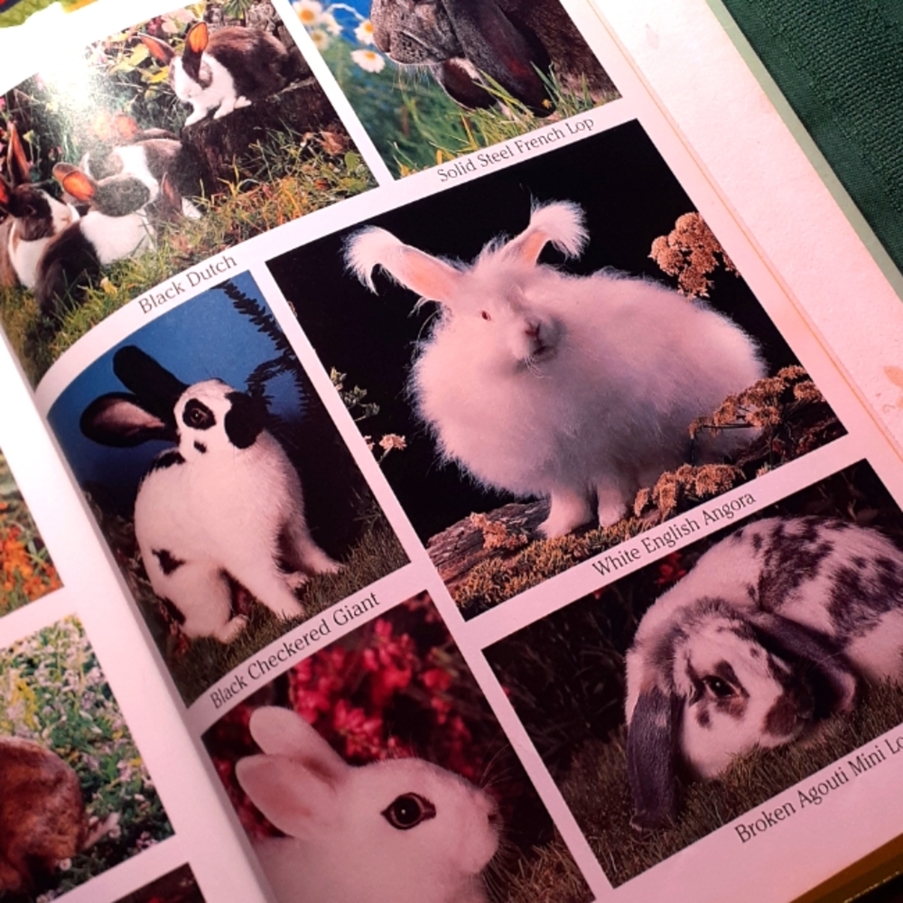 Child's Rabbit Book - Picture 4 of 7